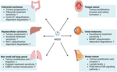 Is MG53 a potential therapeutic target for cancer?